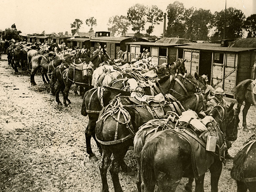 Caption: French troops are being relieved by fresh troops at Verdun. View shows horses lined up in front of shelters, ca. 1914-1918. (World War I)